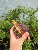 McCord's Box Turtle Adult Male
