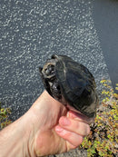 Reeves Turtles Adult Pair