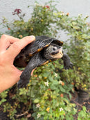 Adult Mississippi Diamondback Terrapin Female