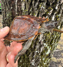 Spiny Hill Turtle CB 2024