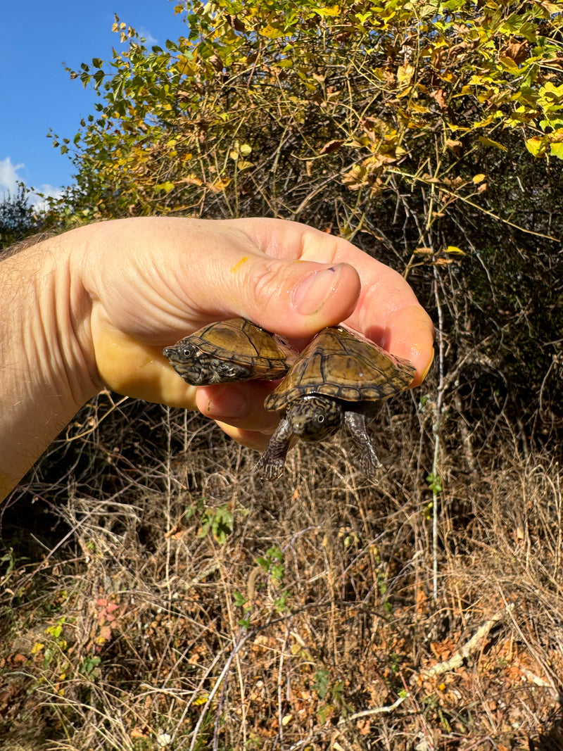 Stripe-necked Musk Turtle Juvenile Pair