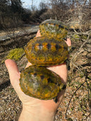 Japanese Pond Turtle 1.3 (Mauremys japonica) (Priced As Group)