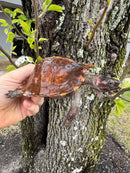 Spiny Hill Turtle CB 2024