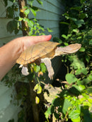 Leucistic African Helmeted Turtle Adult Pair