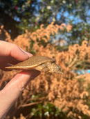 Nile Softshell Baby USA CB