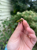 Marbled newt (Triturus marmoratus)