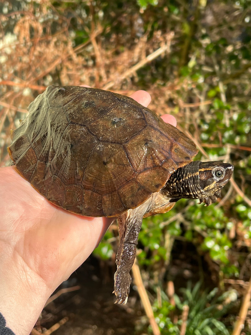 Flat Shell Turtle Juvenile Female