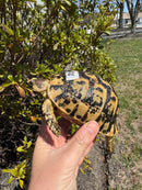 Libyan Greek Tortoise Adult Female