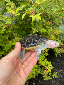 Ornate Diamondback Terrapin Female