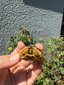 Sri Lankan Star Tortoise