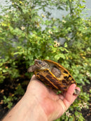 Flat Shell Turtle Juvenile Female 2025