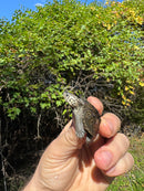 Hi White Concentric Diamondback Terrapin 2025