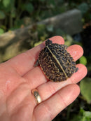 HI YELLOW Florida Box Turtle Baby