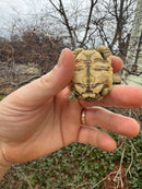 Leopard Tortoise 2026