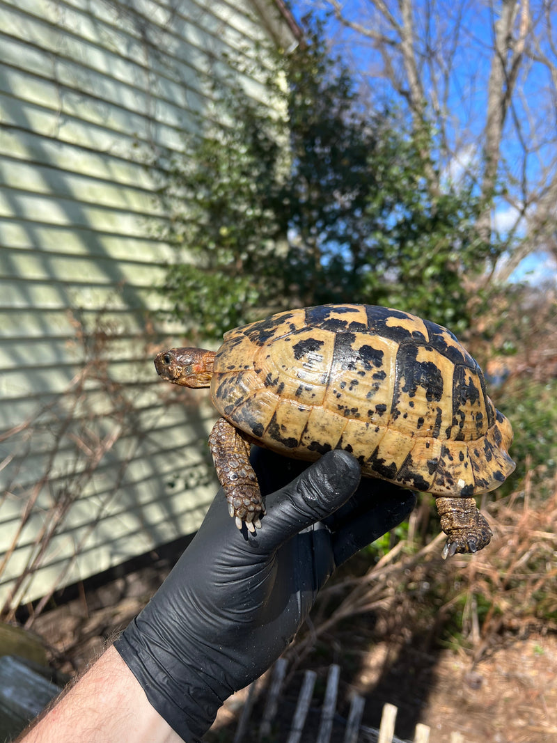 Libyan Greek Tortoise Adult Male