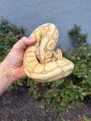 Banana Ball Python Mixed Morph Female