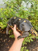 Red Foot Tortoise Adult Male