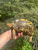 Libyan Greek Tortoise Adult Female