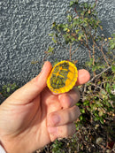 Supernova Golden Flame Florida Red Bellied Turtle