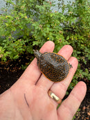 Hi Orange Leopard Softshell