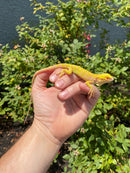 Crimson Red Albino Green Iguana 2026