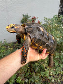Red Foot Tortoise Adult Male