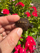 Hi Color Yellow Baby Eastern Box Turtle