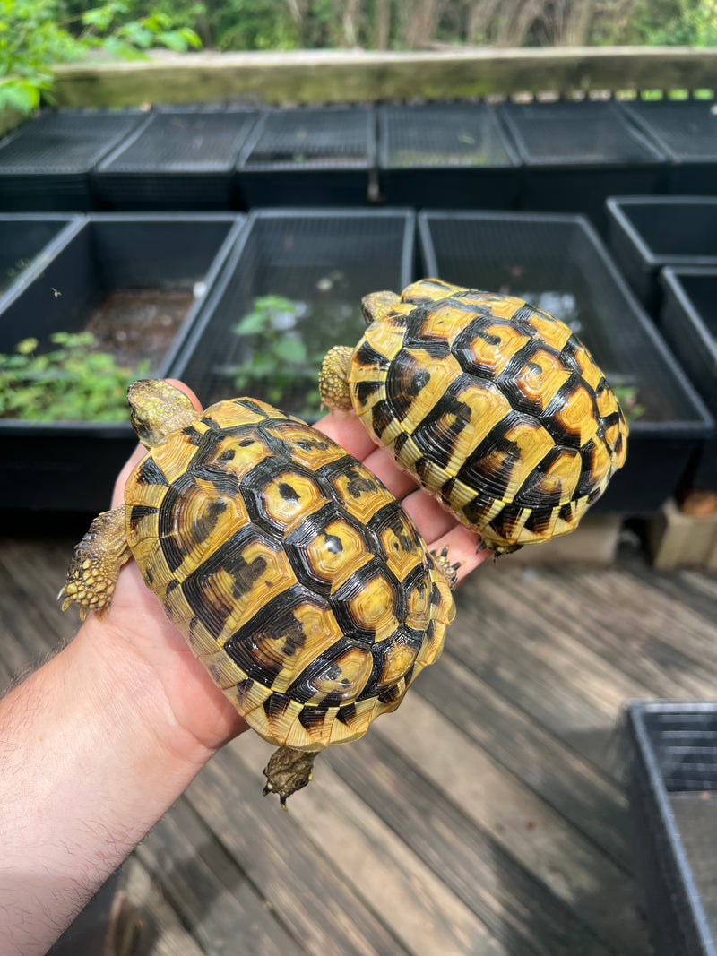 Eastern Hermann's Tortoise Pair