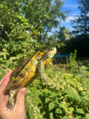 Pastel Clown Red Eared Slider Turtle Breeder Male