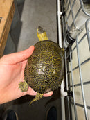Sicilian Pond Turtle Adult Pair