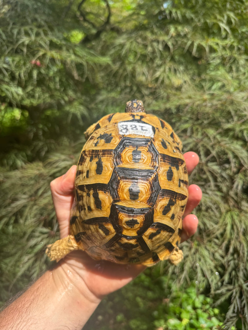 Libyan Greek Tortoise Adult Female