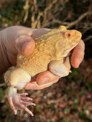 Albino Chinese Bullfrog Adults (Hoplobatrachus rugulosus)