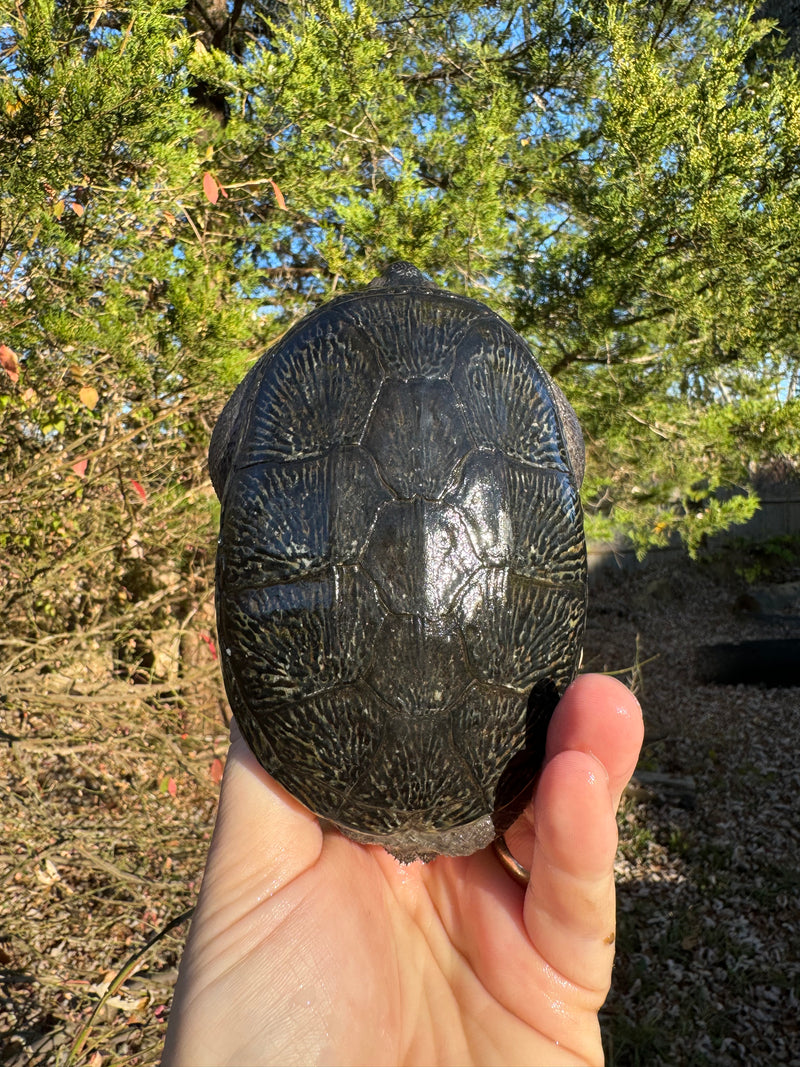 Vampire Musk Turtle Adult Pair