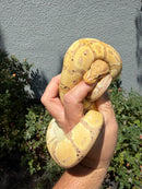 Banana Ball Python Mixed Morph Female