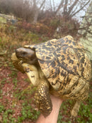 South African Giant Leopard Tortoise Adult Female
