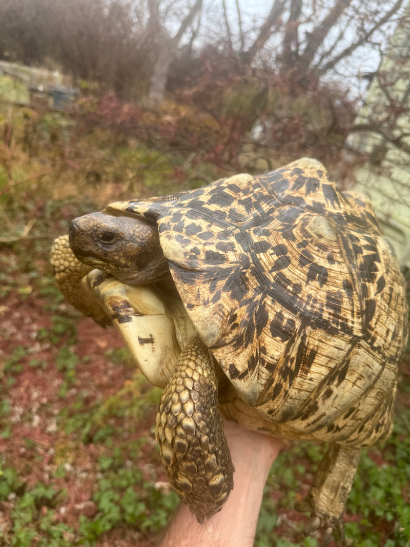 South African Giant Leopard Tortoise Adult Female
