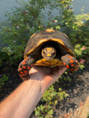 Red Foot Tortoise Adult Female