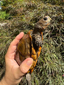 Keeled Box Turtle Adult Female (Cuora mouhotii mouhotii)