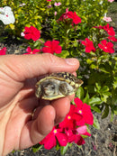 HI Yellow Desert Box Turtle