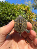 Hi White Concentric Diamondback Terrapin 2025