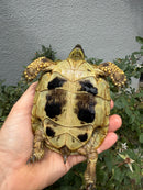 Eastern Hermann's Tortoise Adult Female
