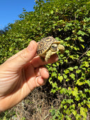 Leopard Tortoise 2024