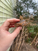 Hypomelanistic Common Snapping Turtle (Nip Tail)  (Chelydra serpentina)