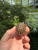 Hi Color Yellow Baby Eastern Box Turtle