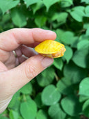 Paradox Albino Red Eared Slider Turtle  2024