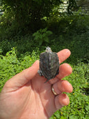 Hi White Concentric Diamondback Terrapin 2024