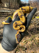 Super Enchi Low White Pied Ball Python Female
