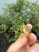 Golden Flame Florida Red Bellied Turtle 2026
