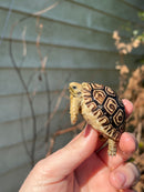 Leopard Tortoise 2024