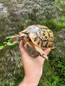 Libyan Greek Tortoise Adult Female